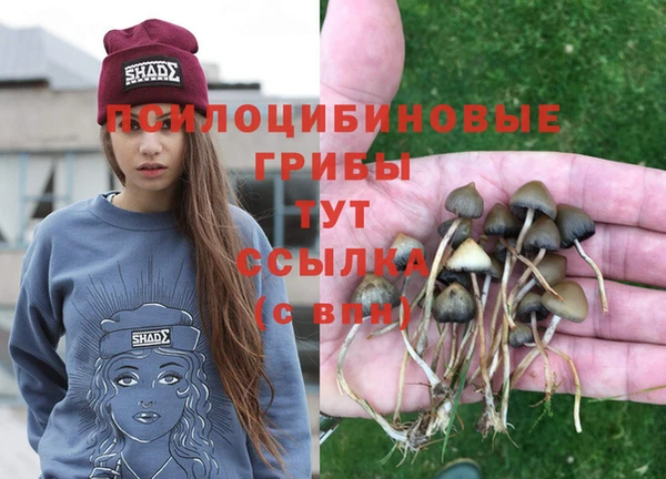 PSILOCYBIN Алзамай